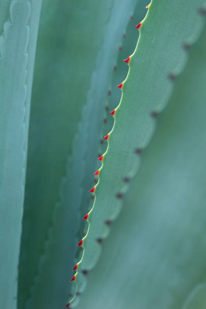 istock Thorn of cactus leaf background 1130110349