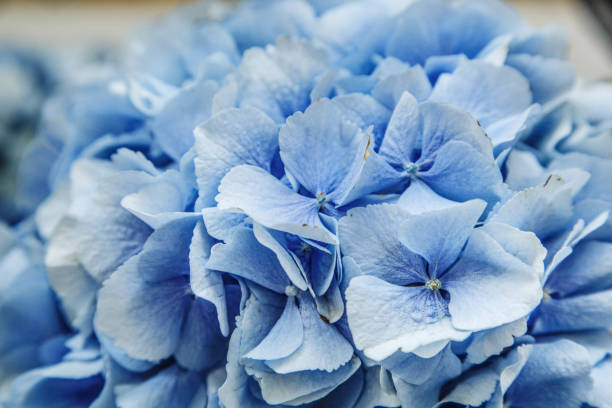 istock Beautiful blossoming tender blue and purple hydrangea. 1130113216