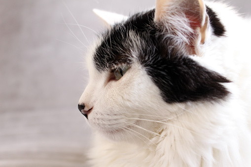 Gato blanco con manchas negras, mirando de reojo sobre fondo gris photo