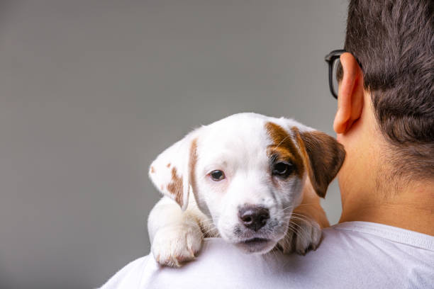 istock Horizontal portrait of handsome cheerful man holds jack russell terrirer, has glad expression 1130114357
