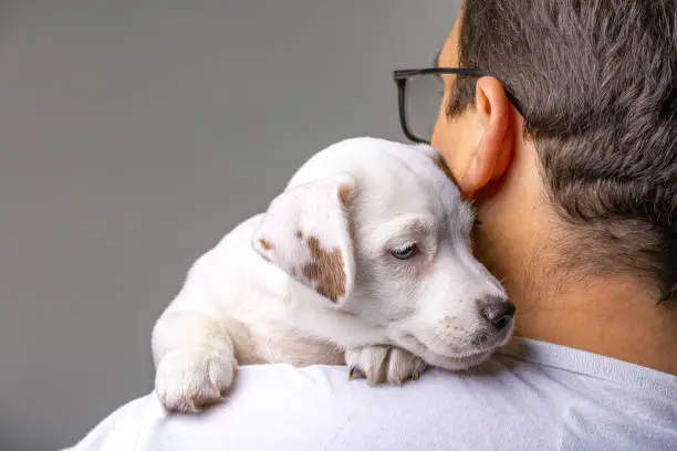 Man holding cute puppy Jack Russel in hands. Animals and friendship