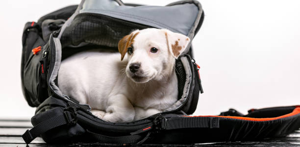 istock Little cute dog sits in a black bag and looking forward - Jack Russell Terrier 1130114366