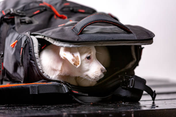 istock Little cute dog sits in a black bag and looking forward - Jack Russell Terrier 1130114380