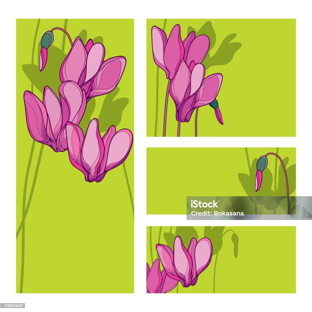 Tarjeta de invitación de vector con bouquet de Ciclaminos rosa o Manojo de violetas alpina, brote y tallo en el fondo verde. - arte vectorial de Ciclamino libre de derechos