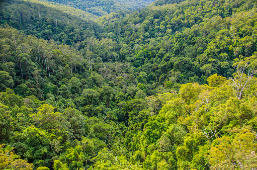 Landmarks of the National Park are the lush subtropical forests.
