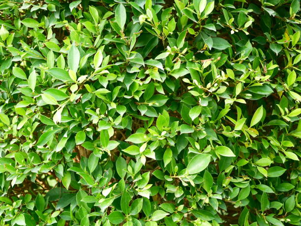 istock Abstract green leaves in natural with wall 1130115912