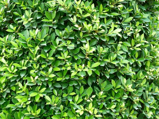 環境コンセプト。緑の葉の質感 - gooseberry fruit growth green ストックフォトと画像