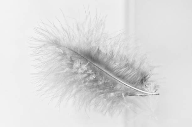 istock Fluffy bird feather in black and white, close up 1130116967