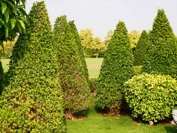istock Bonsai trees are separated from garden 1130117209