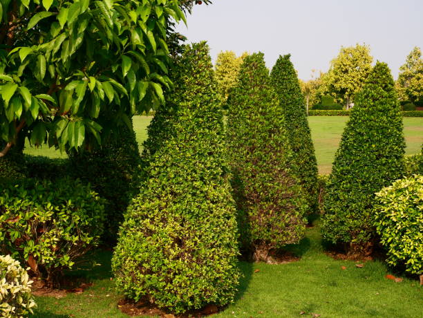 istock Bonsai trees are separated from garden 1130117226
