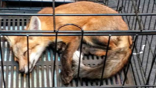 A wild fox in the cage and very depressing place to be.  poor fox