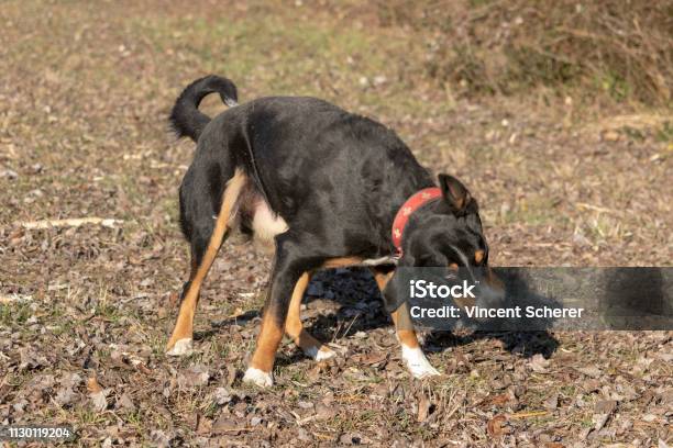 Dog Shaking His Head Stock Photo - Download Image Now - Animal, Animal Body Part, Animal Hair