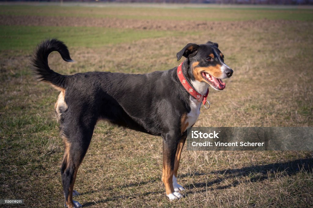 dog standing on the green grass Appenzell cattle dog standing on the green grass Animal Stock Photo