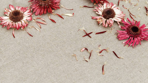 istock Natural background with bright dried flowers gerbera with copy space. 1130119345