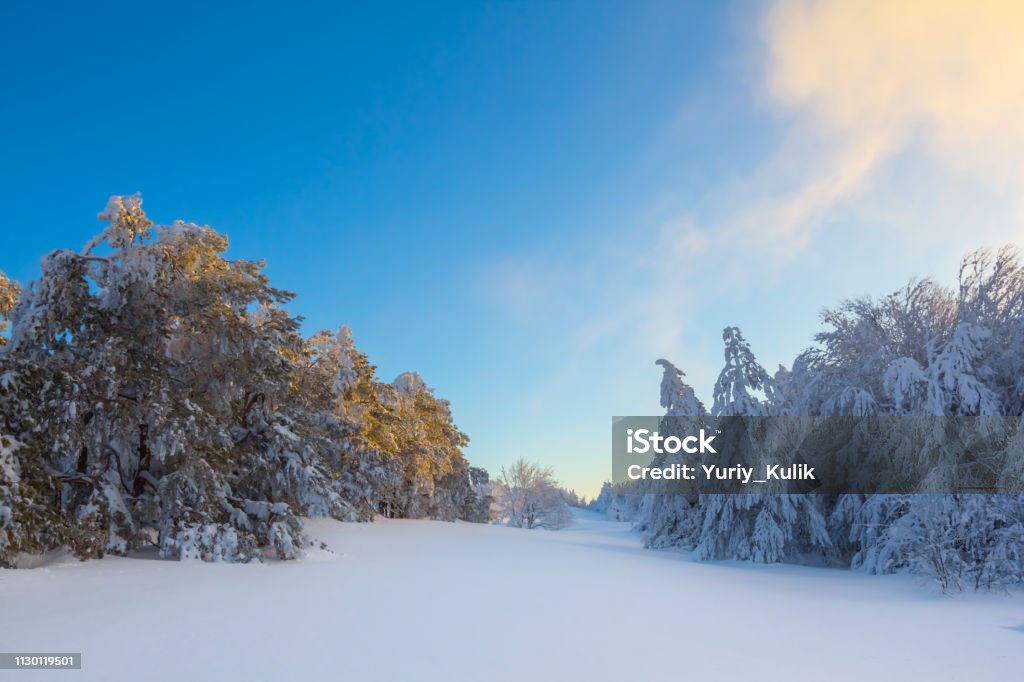 beautiful snowbound winter forest at the early morning Animal Wildlife Stock Photo
