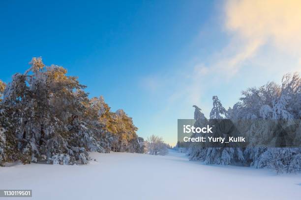 Beautiful Snowbound Winter Forest At The Early Morning Stock Photo - Download Image Now