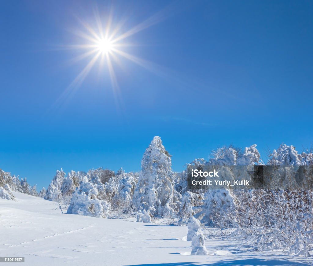 winter fir forest in a snow under the sparkle sun, winter landscape Animal Wildlife Stock Photo