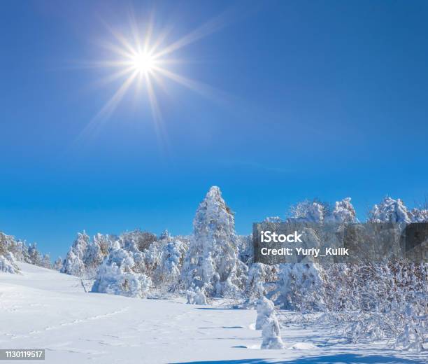 Winter Fir Forest In A Snow Under The Sparkle Sun Winter Landscape Stock Photo - Download Image Now