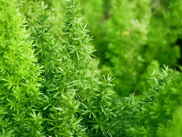 istock Selaginella involvens fern on the Nursery plants 1130119552