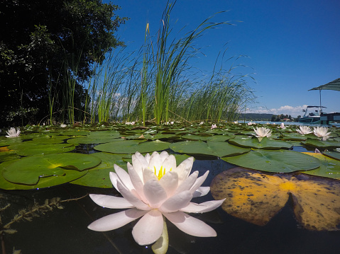 Water lilies on the lake Wörthersee in Carinthia/Austria