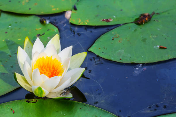 istock closeup water lily in the summer lake 1130119594