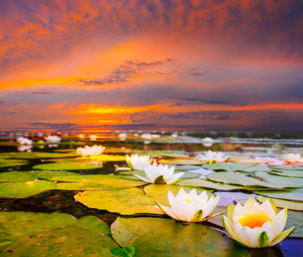 istock summer river with  water lilies at the dramatic sunset 1130119601