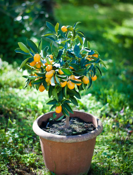 istock kumquat plant in a pot 1130120311