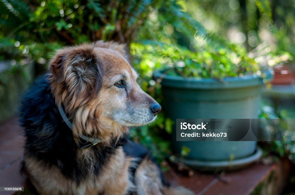 mixed-breed dog in a garden mixed-breed dog in a garden in a sunny day of spring Animal Stock Photo