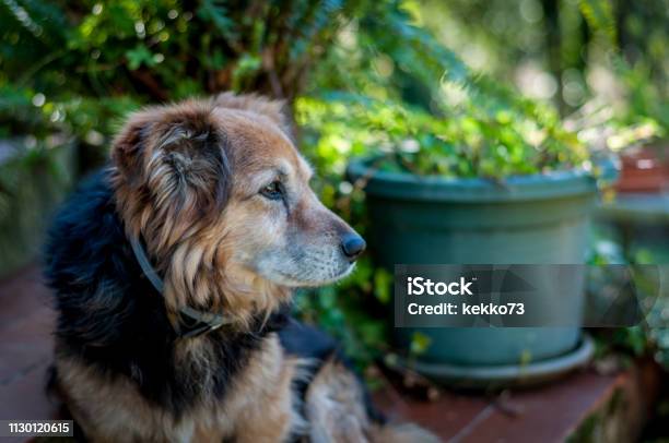 Mixedbreed Dog In A Garden Stock Photo - Download Image Now - Animal, Animal Body Part, Animal Head