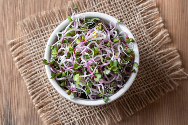 istock Fresh pink radish sprouts in a bowl 1130120823
