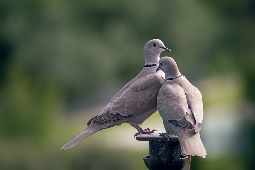 Two Eurasian collared doves Streptopelia decaocto in a relaxed attitude, but at the same time alert