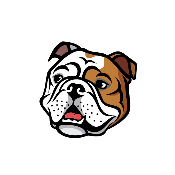 englische bulldogge gesicht - isolierte vektor-illustration - bulldogge stock-grafiken, -clipart, -cartoons und -symbole