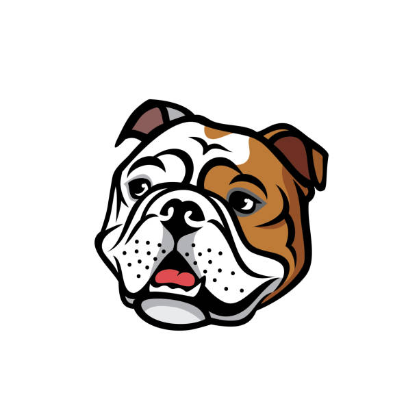 ilustraciones, imágenes clip art, dibujos animados e iconos de stock de cara de bulldog inglés - ilustración de vector aislado - bulldog