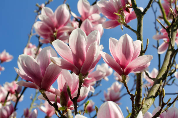 branche d’arbre de magnolia dans le jardin de printemps - magnolia tree blossom spring photos et images de collection