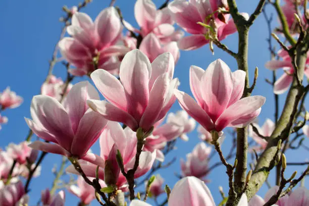 Branch of magnolia tree in the spring garden. Macro photography of nature.