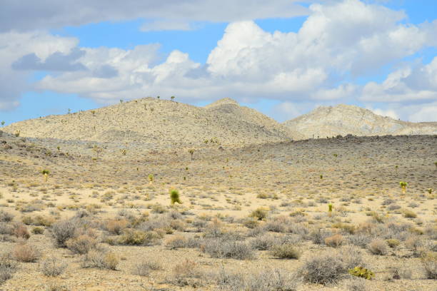 istock Joshua Trees near Death Valley 1130123711