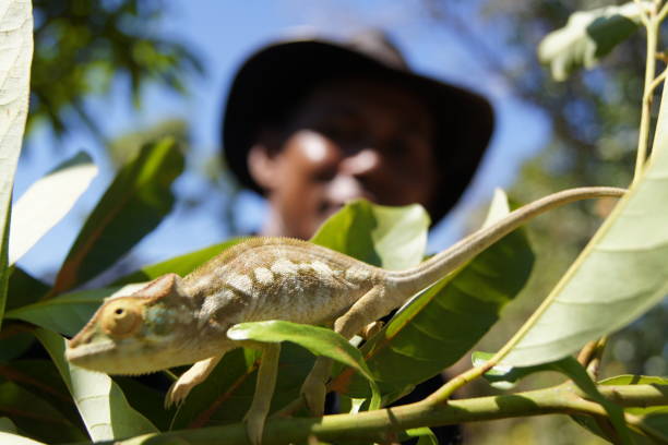 um camaleão em madagascar - amber - fotografias e filmes do acervo