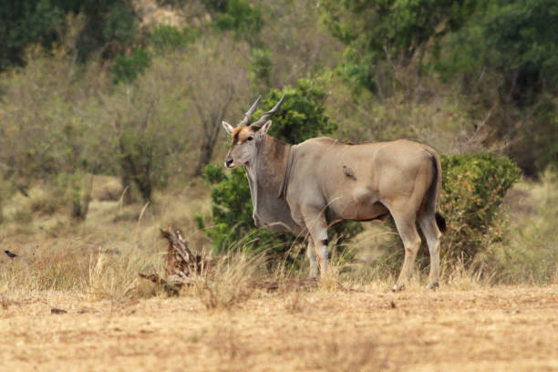 Giant Eland Giant Elands (Tragelaphus derbianus), Masai Mara, Kenya. giant eland stock pictures, royalty-free photos & images