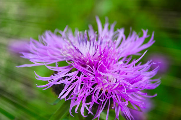 istock Floral blue-violet background. Pink thorny thistle flower. 1130125201