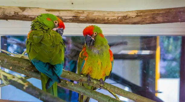 Photo of two red fronted macaw parrots sitting together on a branch, tropical and critically endangered birds from Bolivia