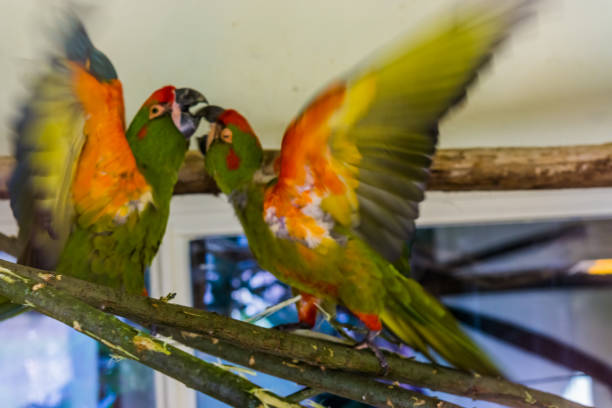 zwei rote fronted ara papageien kämpfen gemeinsam, aggressives tierverhalten, tropische und vom aussterben bedroht vögel aus bolivien - invasive specie stock-fotos und bilder