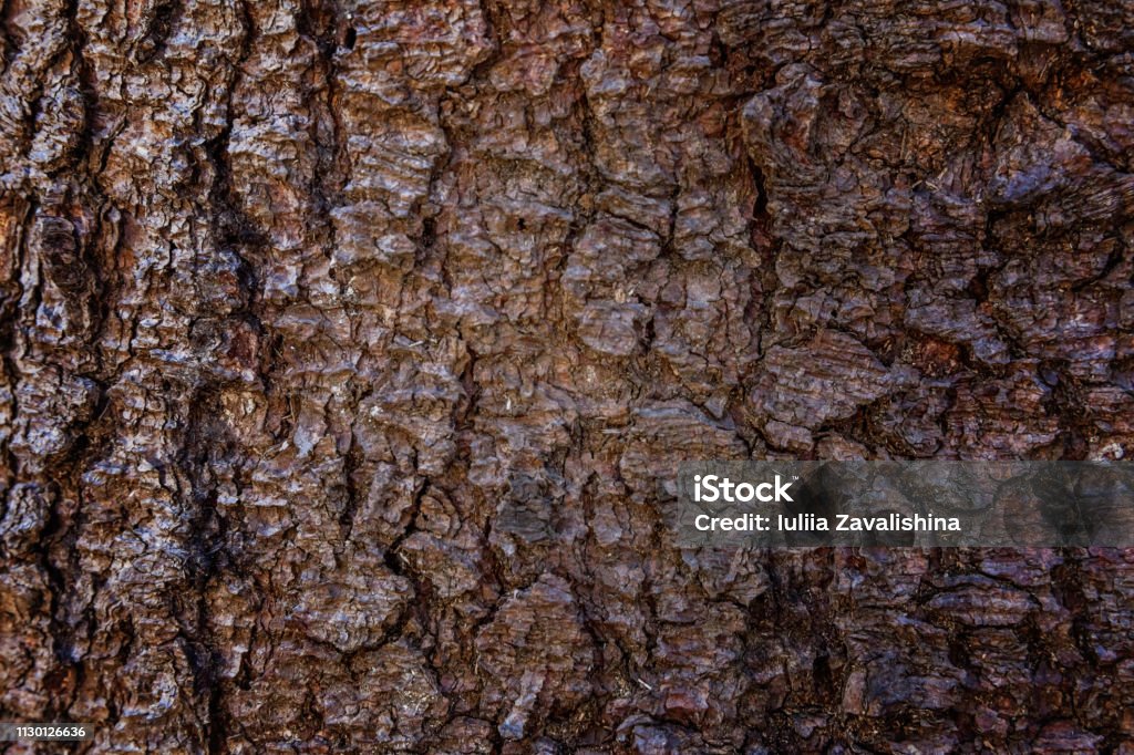 Pine bark close up texture Pine bark close up. Simple eco rustic live wooden background. Texture of tree trunk. Live wood skin nature of forest. Copy space, mock up Abstract Stock Photo