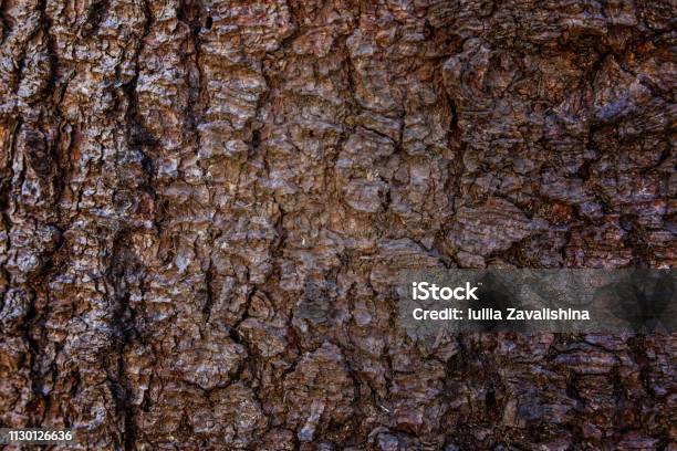 Pine Bark Close Up Texture Stock Photo - Download Image Now - Abstract, Aging Process, Agriculture