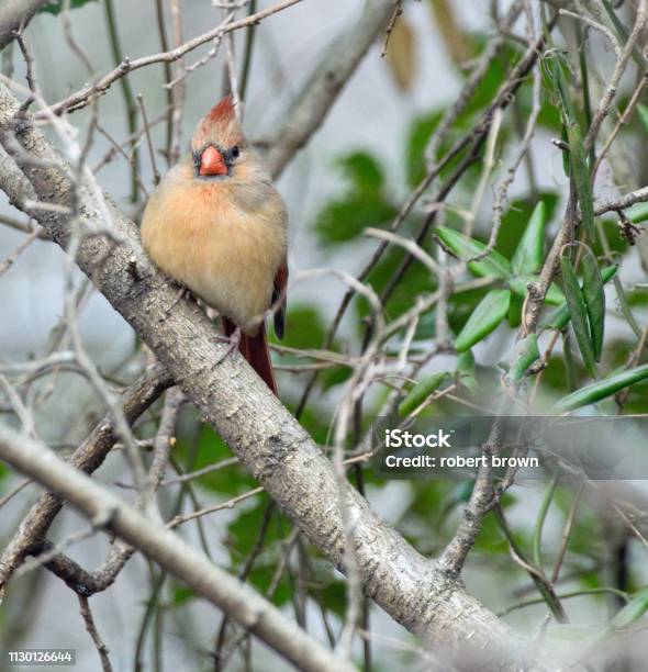 Female Northern Cardinal Perched On Tree Branch Stock Photo - Download Image Now - Animal Wildlife, Animal's Crest, Animals In The Wild