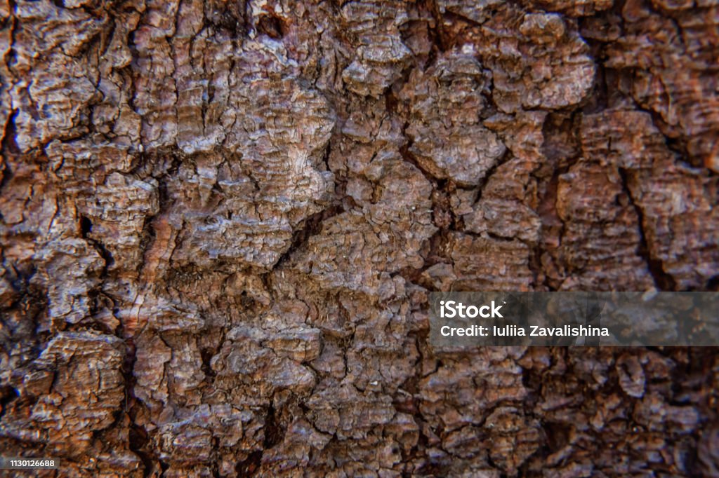 Pine bark close up texture Pine bark close up. Simple eco rustic live wooden background. Texture of tree trunk. Live wood skin nature of forest. Copy space, mock up Abstract Stock Photo