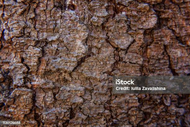 Pine Bark Close Up Texture Stock Photo - Download Image Now - Abstract, Aging Process, Agriculture