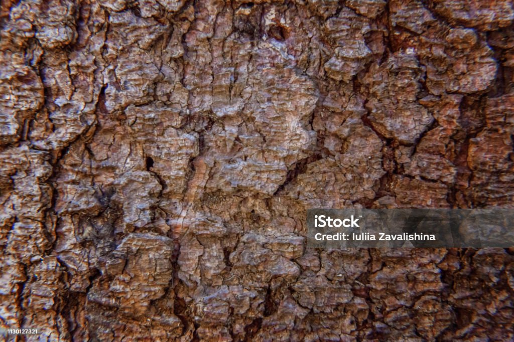 Pine bark close up texture Pine bark close up. Simple eco rustic live wooden background. Texture of tree trunk. Live wood skin nature of forest. Copy space, mock up Abstract Stock Photo