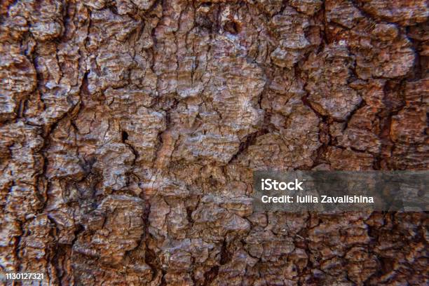 Pine Bark Close Up Texture Stock Photo - Download Image Now - Abstract, Aging Process, Agriculture