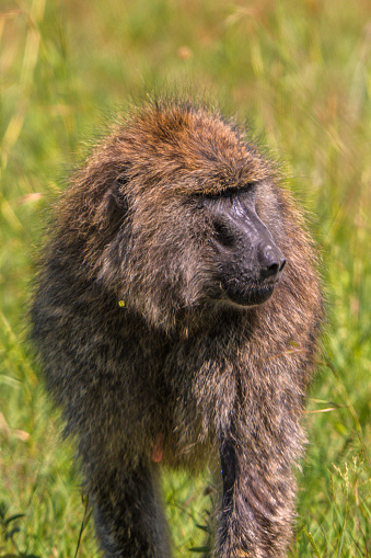 Close up to a baboon walking in the tall grass in the Serengeti