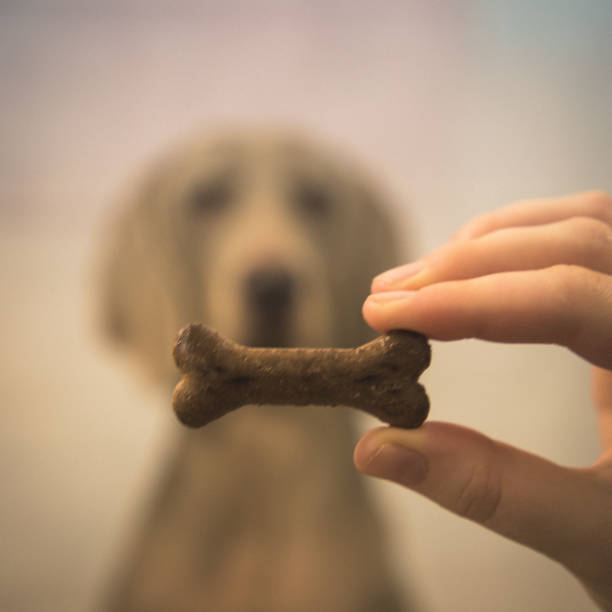 istock International Dog Biscuit Appreciation Day 1130127520